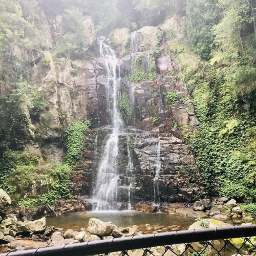 Image of Minnamurra Rainforest falls
