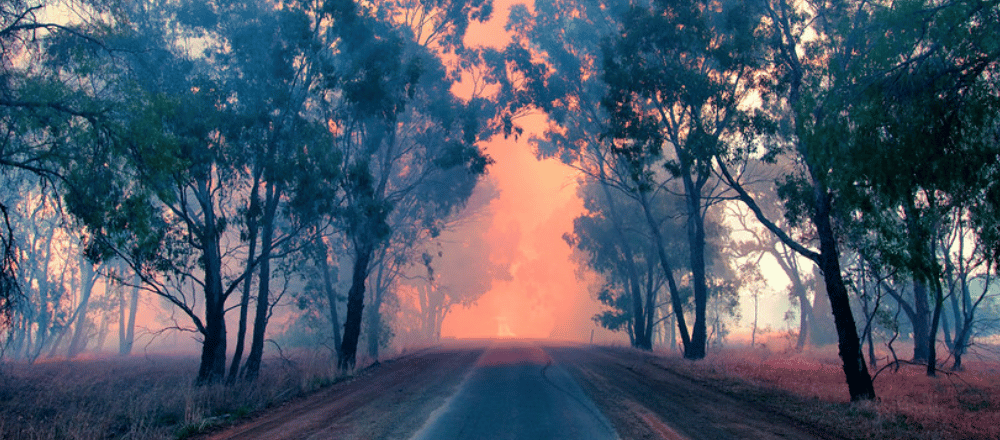 Bushfire scene