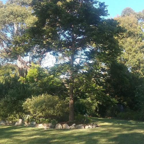 Image of Shoalhaven Heads Native Botanic Garden