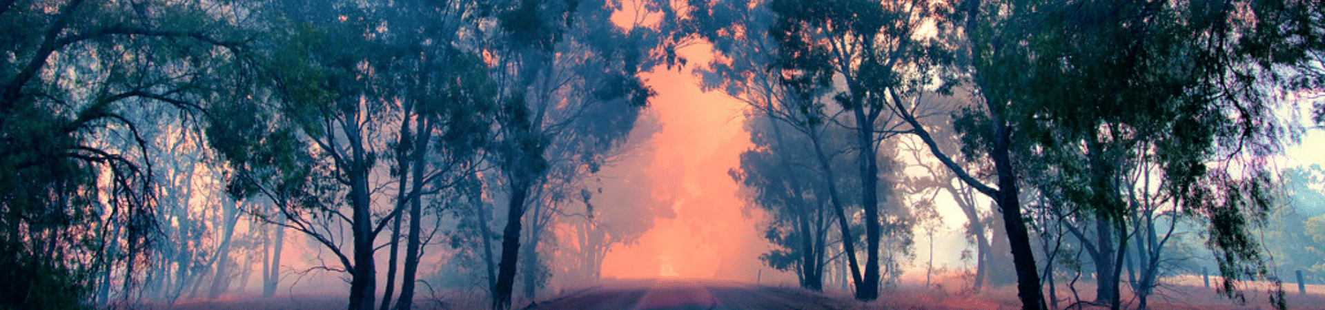 Bushfire scene