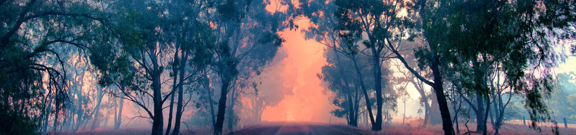 Bushfire