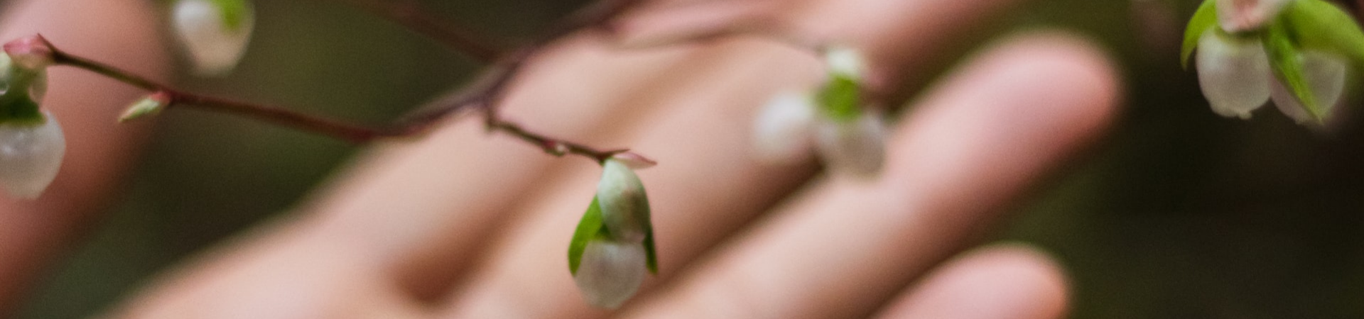 hand with flower buds image