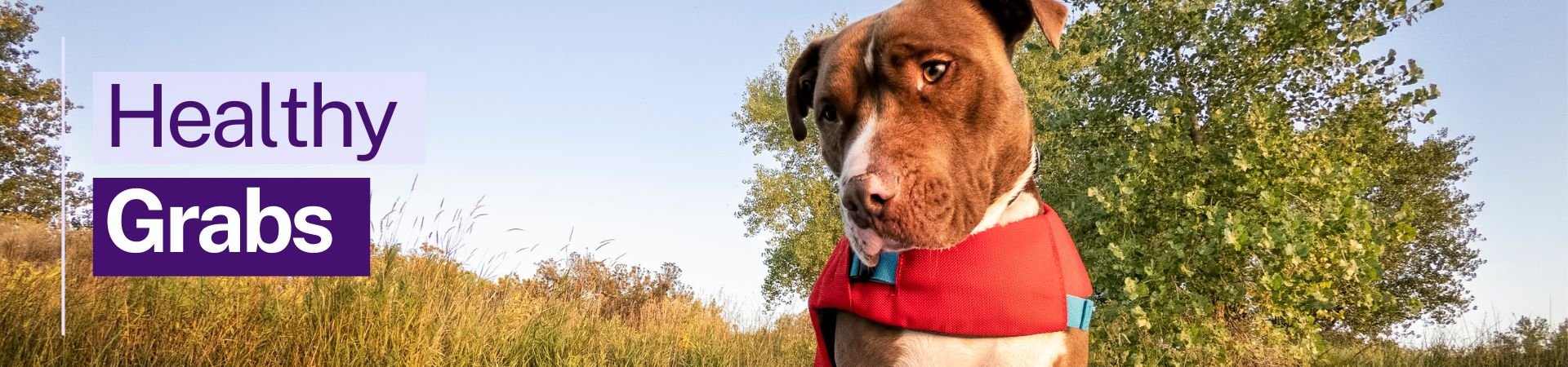 Banner for Healthy Grabs. Image of dog wearing life jacket on a surfboard floating on river. 